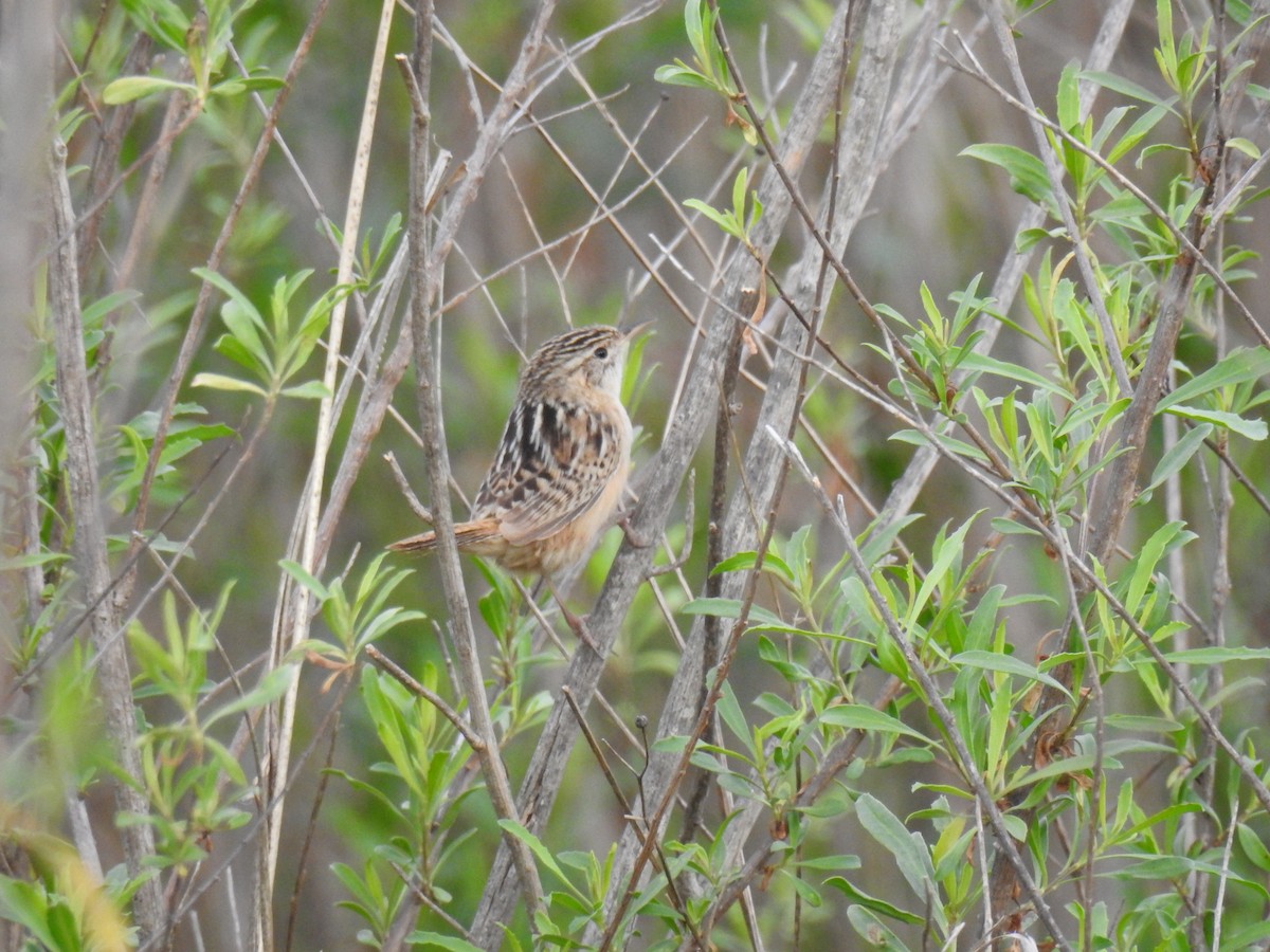 Grass Wren - ML642783053