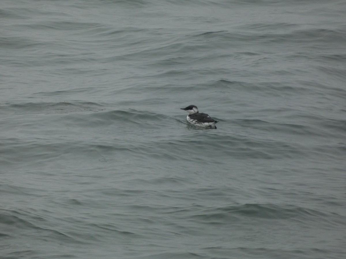 Common Murre - ML642783064