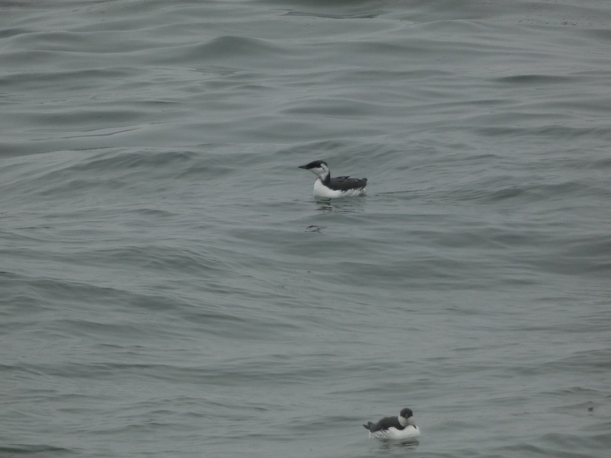 Common Murre - ML642783065
