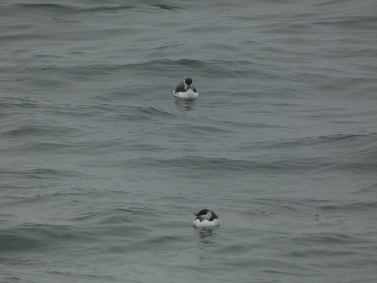 Common Murre - ML642783066