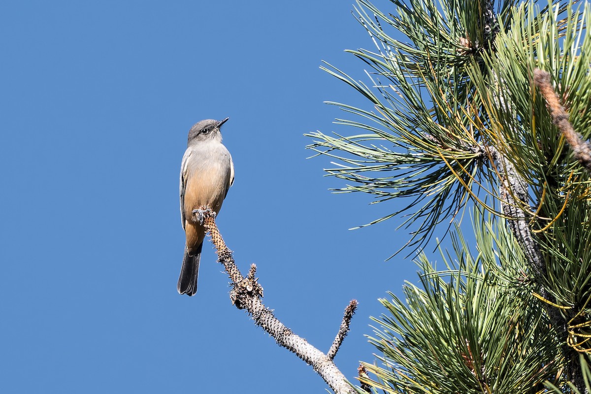 Say's Phoebe - ML642783072