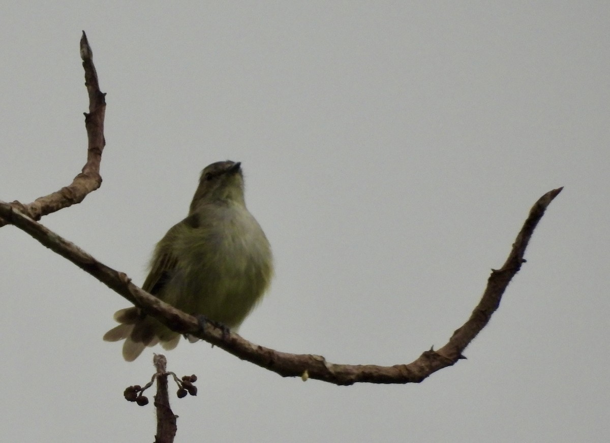 Mistletoe Tyrannulet - ML642783074