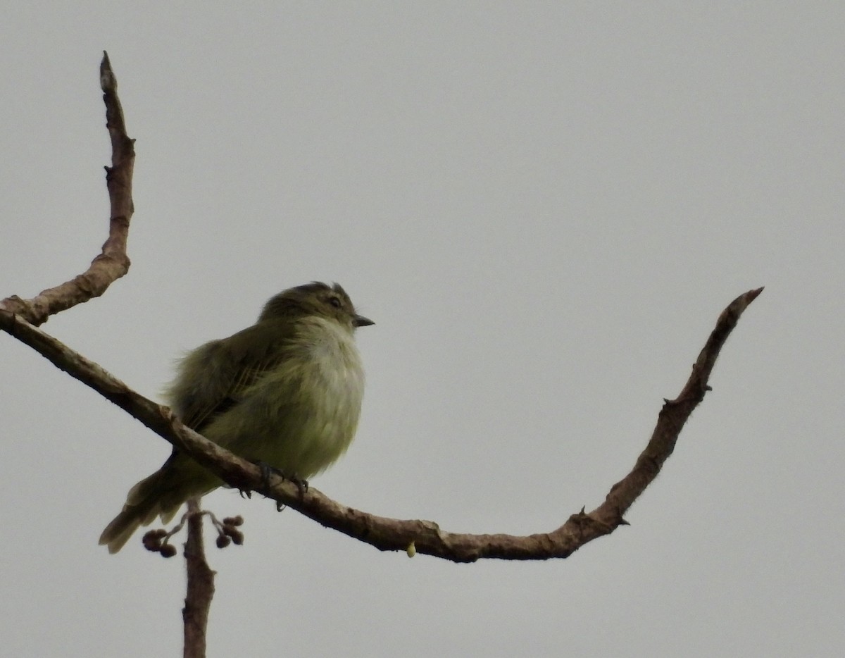 Mistletoe Tyrannulet - ML642783075