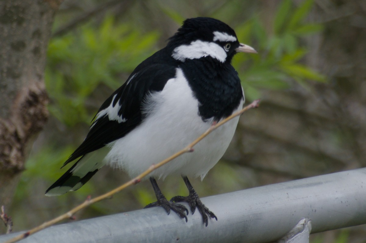 Magpie-lark - ML642783079