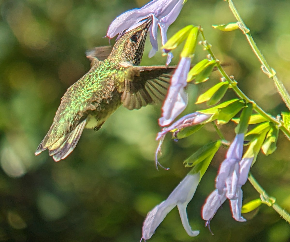 Ruby-throated Hummingbird - ML642783083