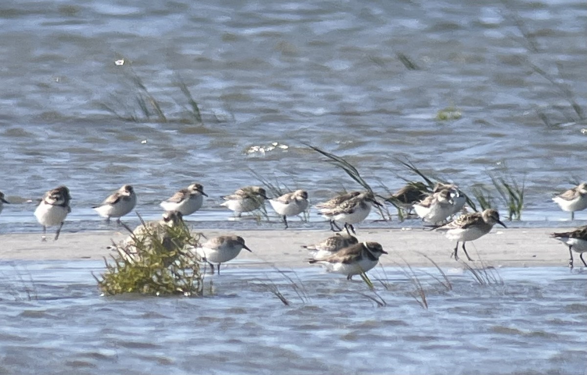 Semipalmated Sandpiper - ML642783085