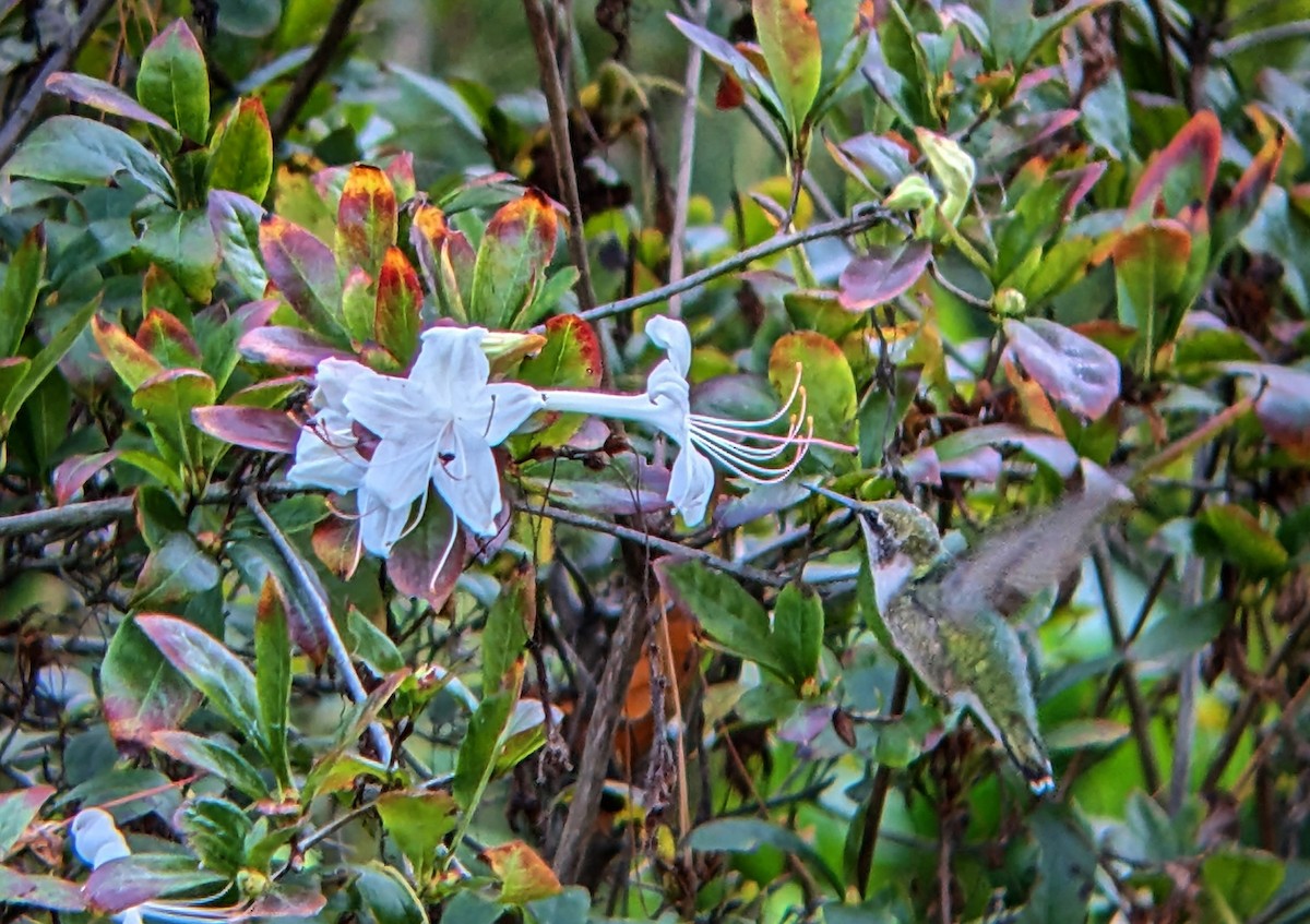 Ruby-throated Hummingbird - ML642783088