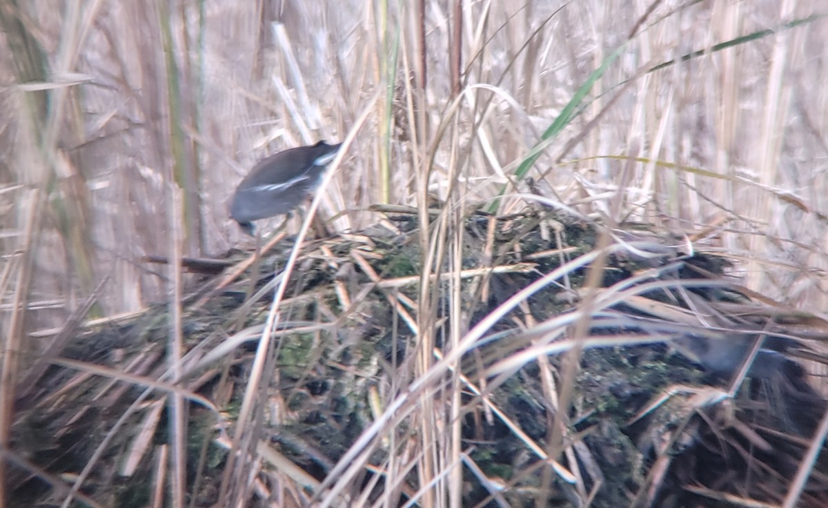 Common Gallinule - ML642783096