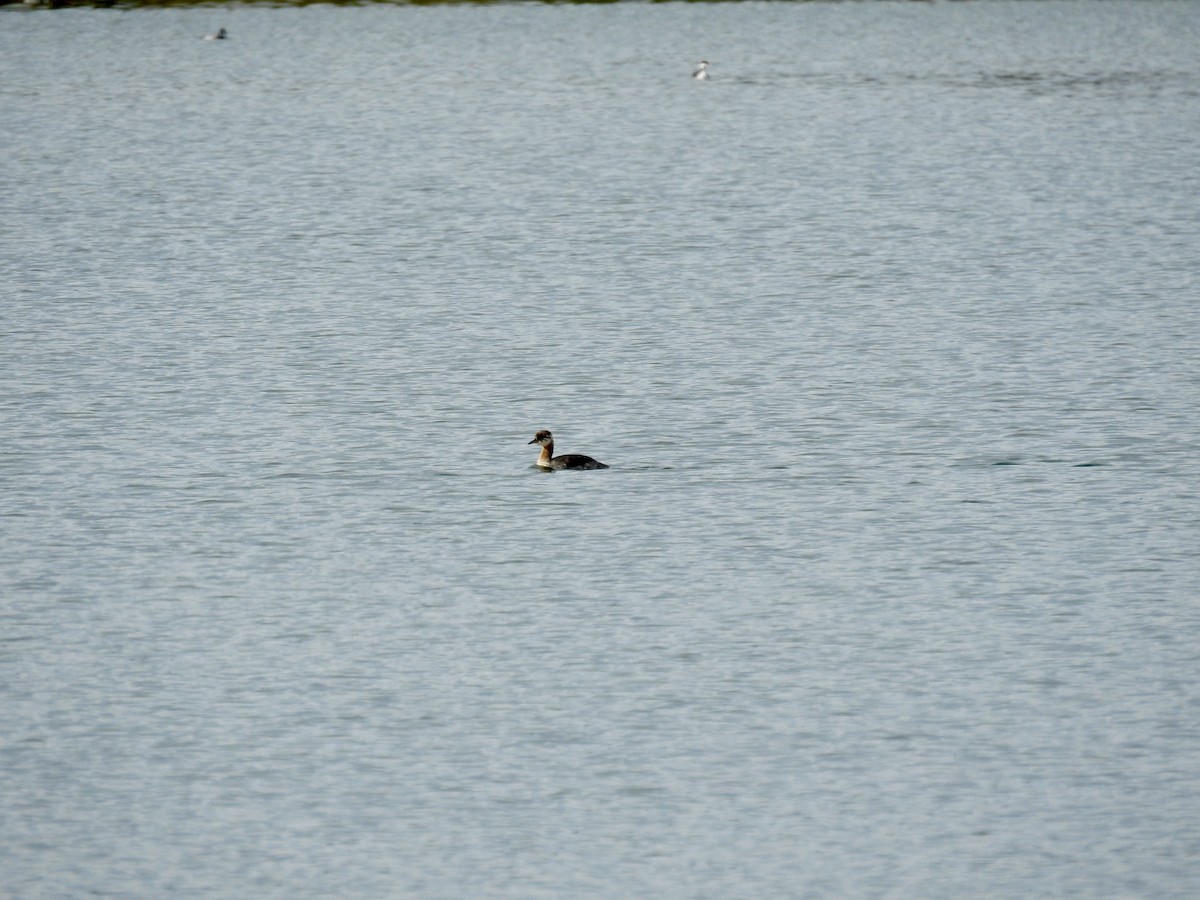 Red-necked Grebe - ML642783098