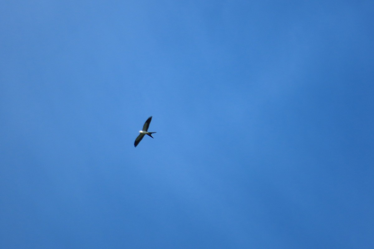 Swallow-tailed Kite - ML642783101
