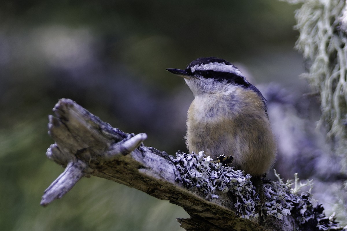 Red-breasted Nuthatch - André Turcot