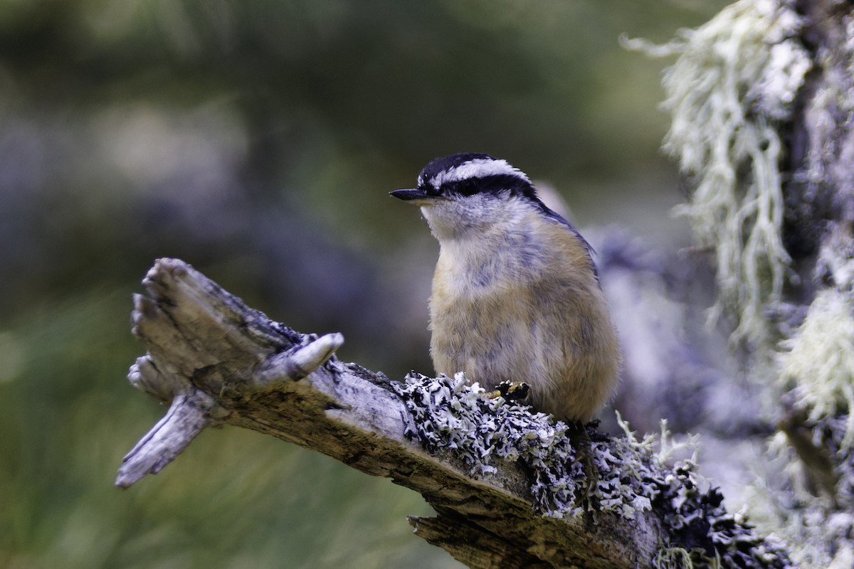 Red-breasted Nuthatch - André Turcot