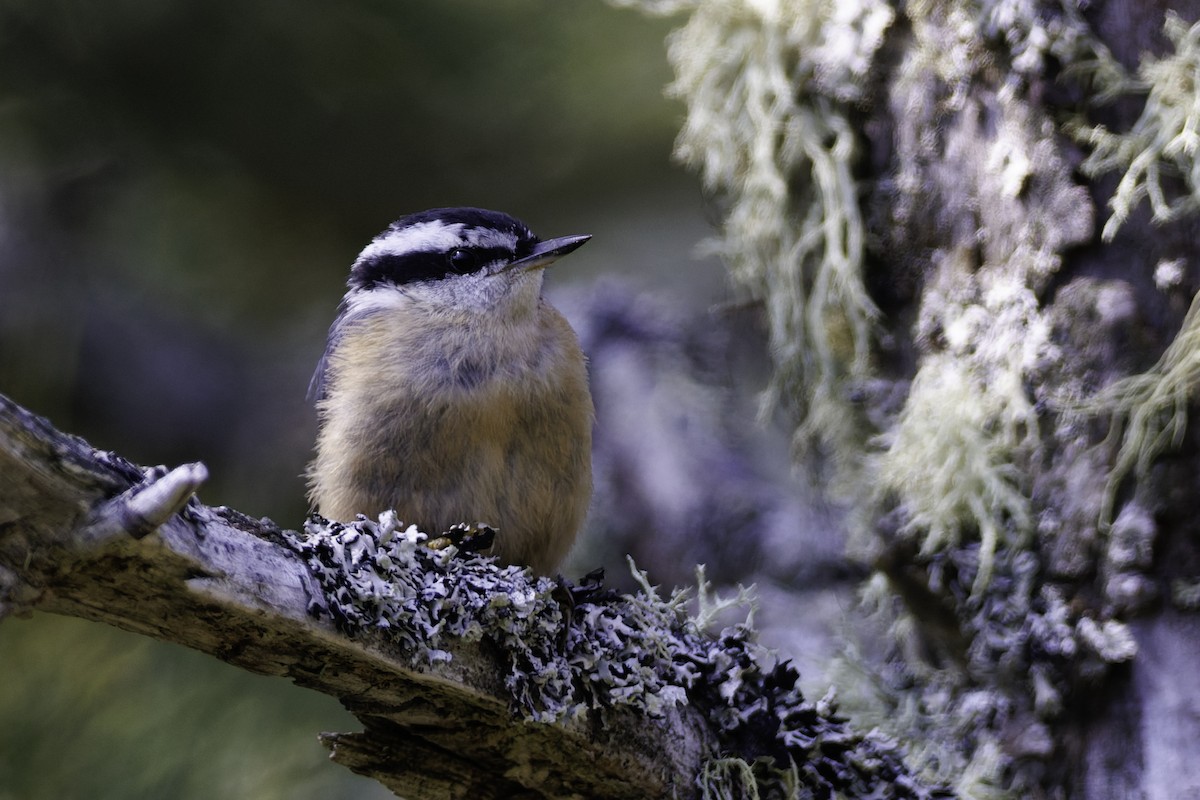 Red-breasted Nuthatch - André Turcot