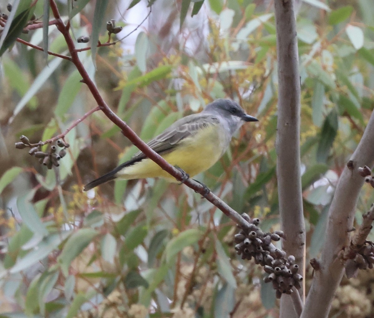 Cassin's Kingbird - Carolyn Thiele