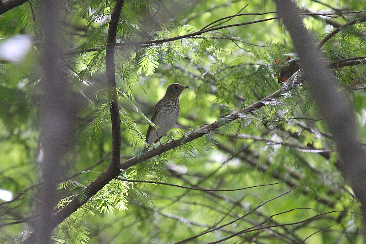 Swainson's Thrush - ML642783125