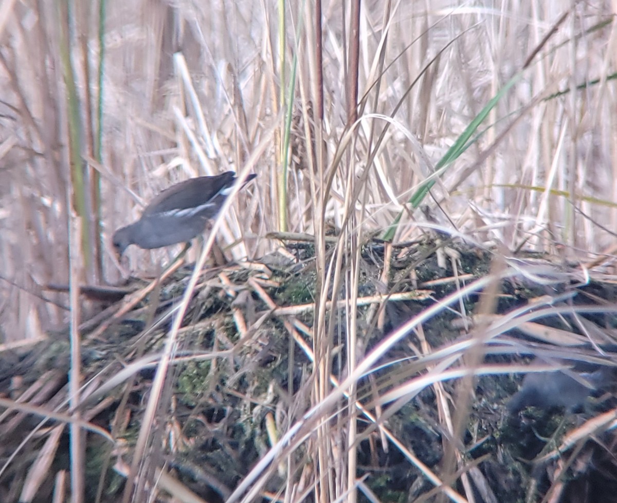 Common Gallinule - ML642783126