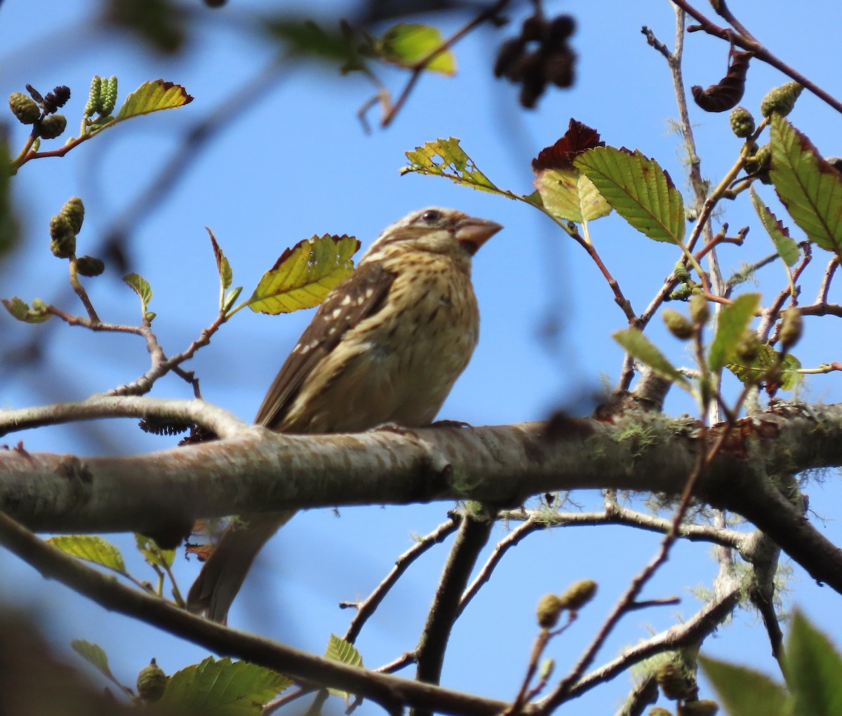 passerine sp. - ML642783127