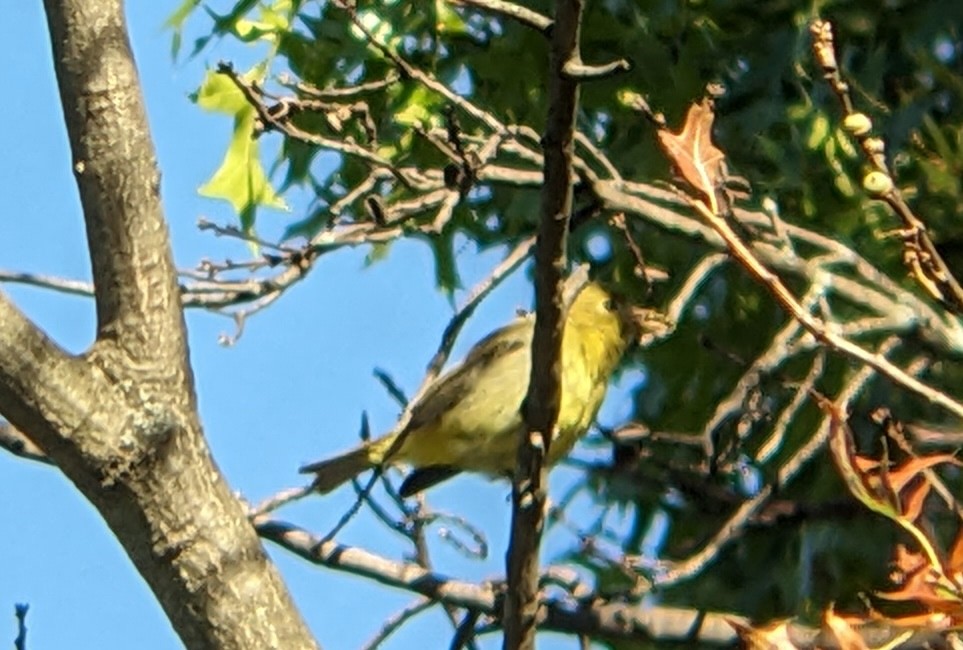 Scarlet Tanager - ML642783131
