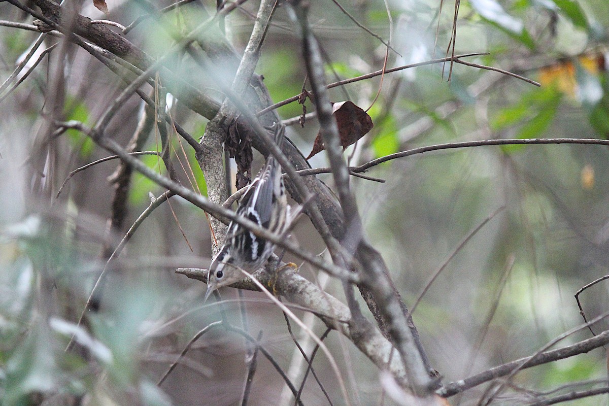 Black-and-white Warbler - ML642783133