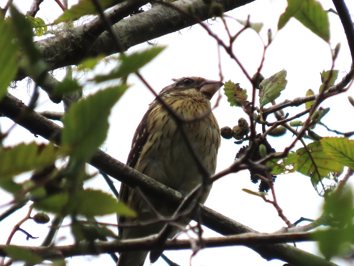passerine sp. - ML642783137
