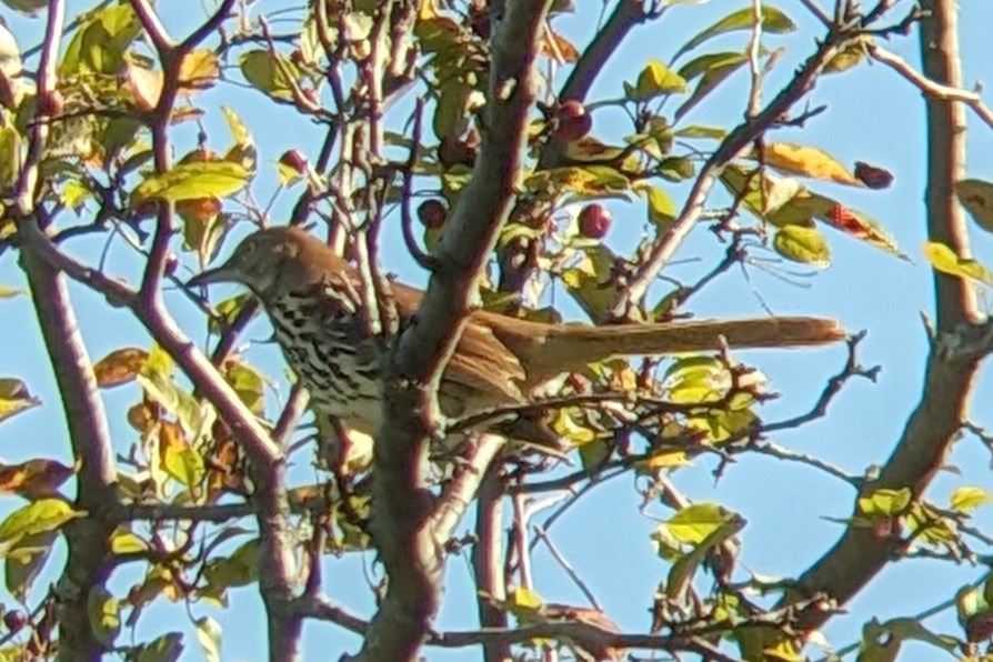 Brown Thrasher - ML642783143