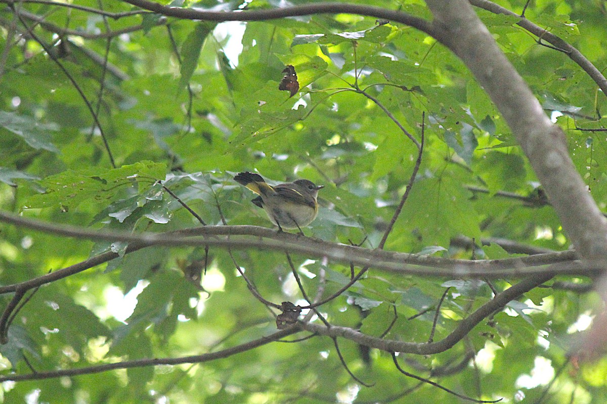 American Redstart - ML642783144
