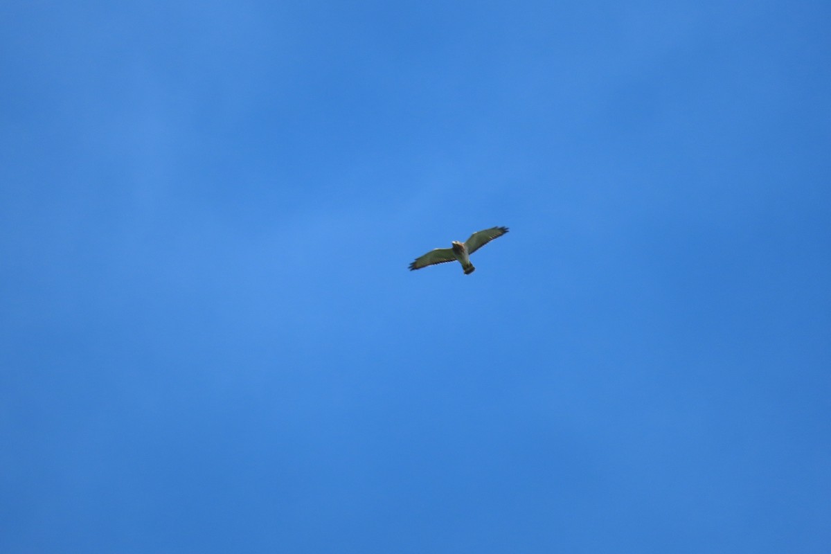Broad-winged Hawk - Kim Root