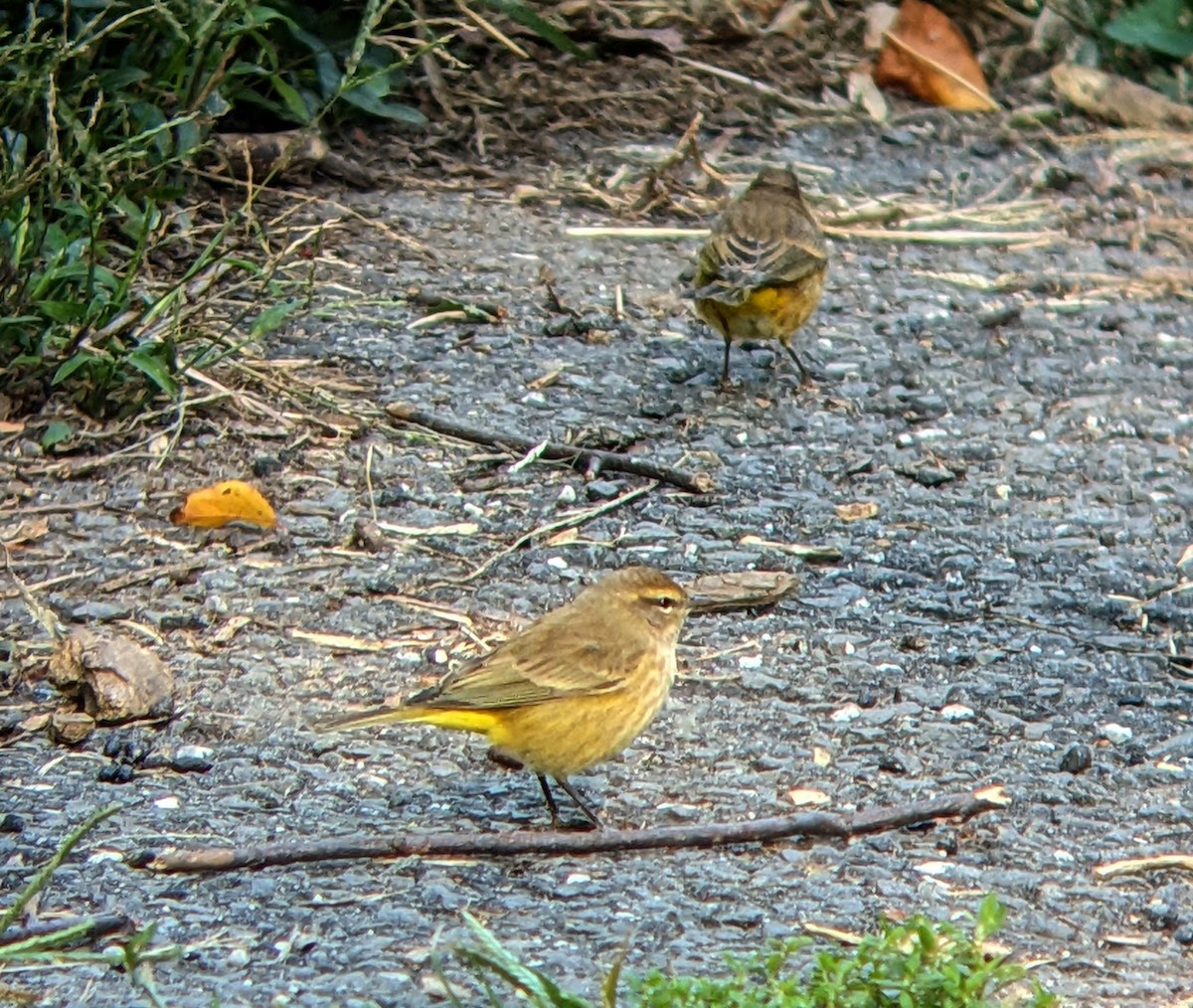 Palm Warbler - ML642783156