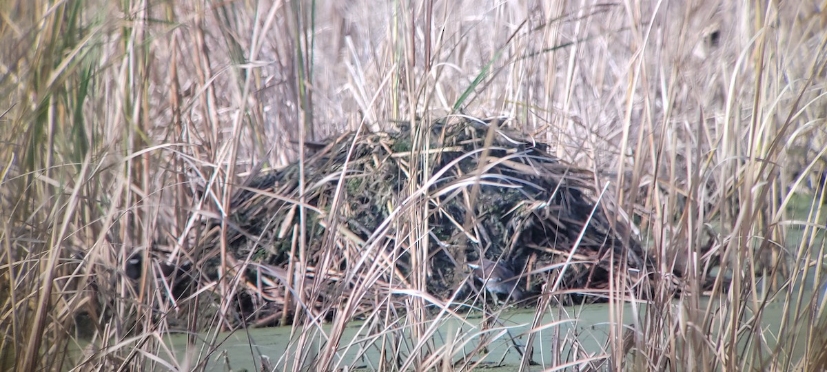 Common Gallinule - ML642783159