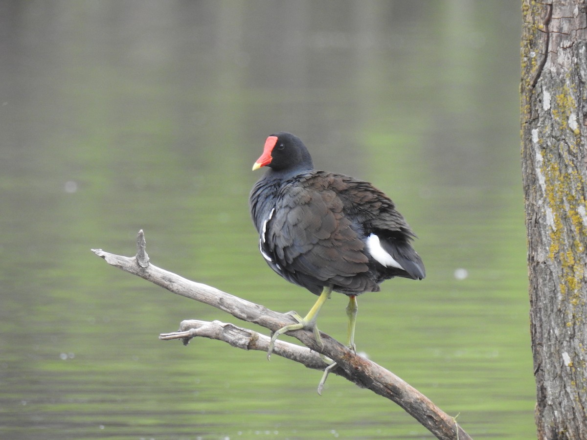 Common Gallinule - Lorena Sepúlveda Palma