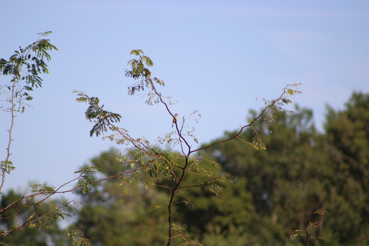 Passerin indigo - ML642783175