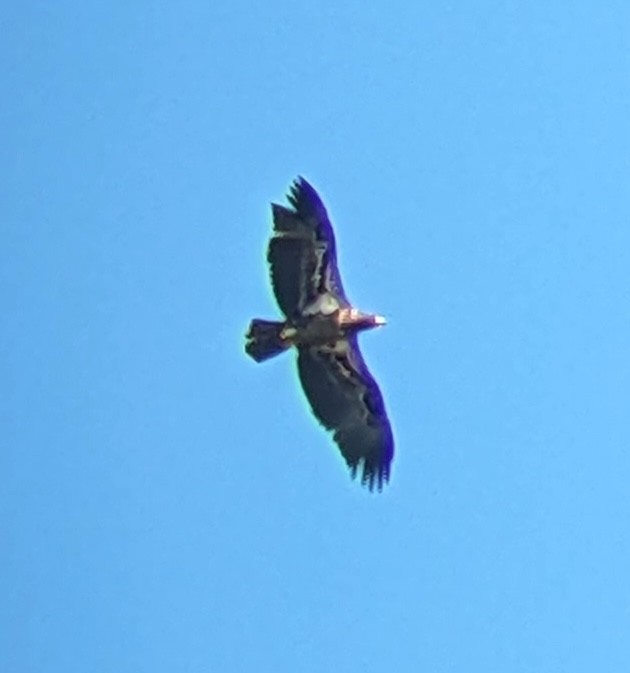 Bald Eagle - ML642783179