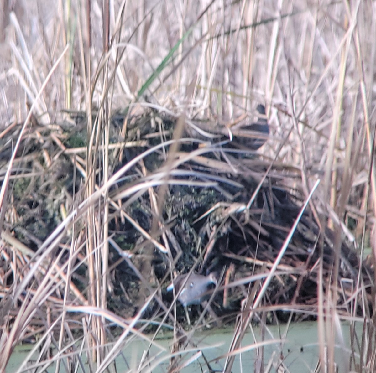 Common Gallinule - ML642783187
