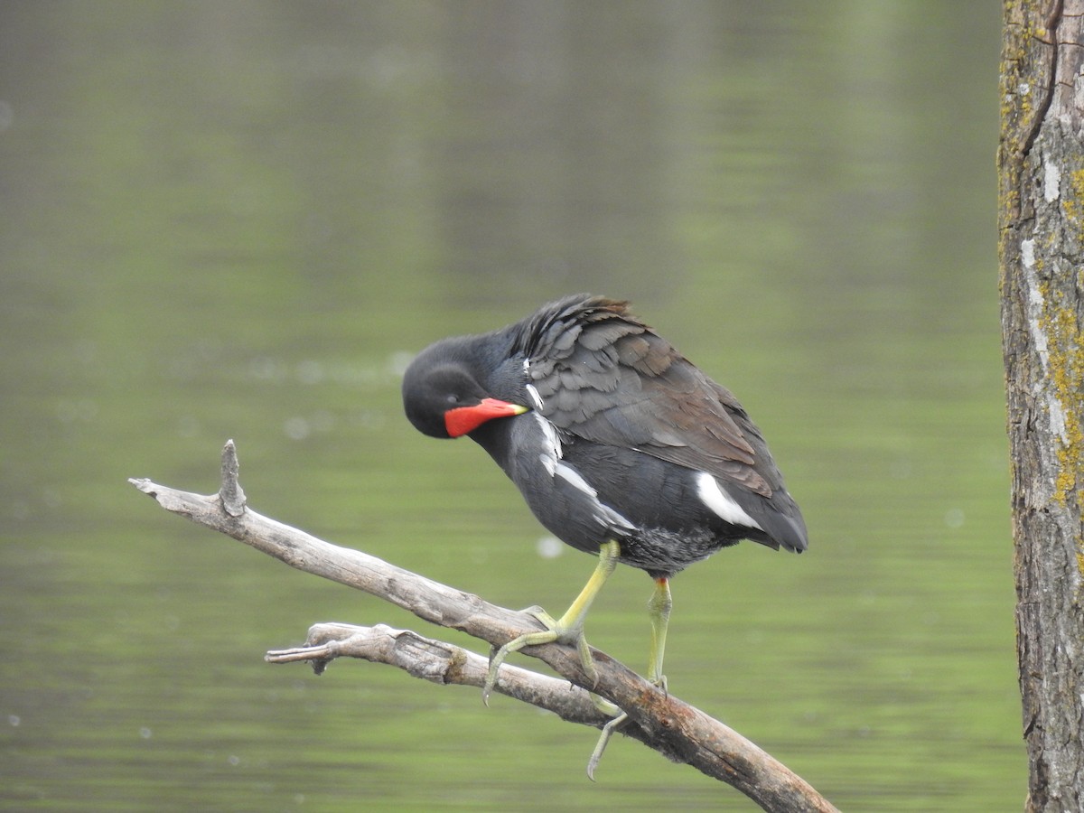 Common Gallinule - Lorena Sepúlveda Palma