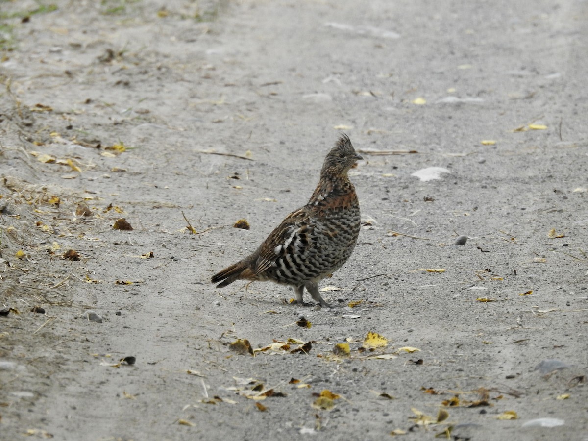 Ruffed Grouse - Sachi Snively