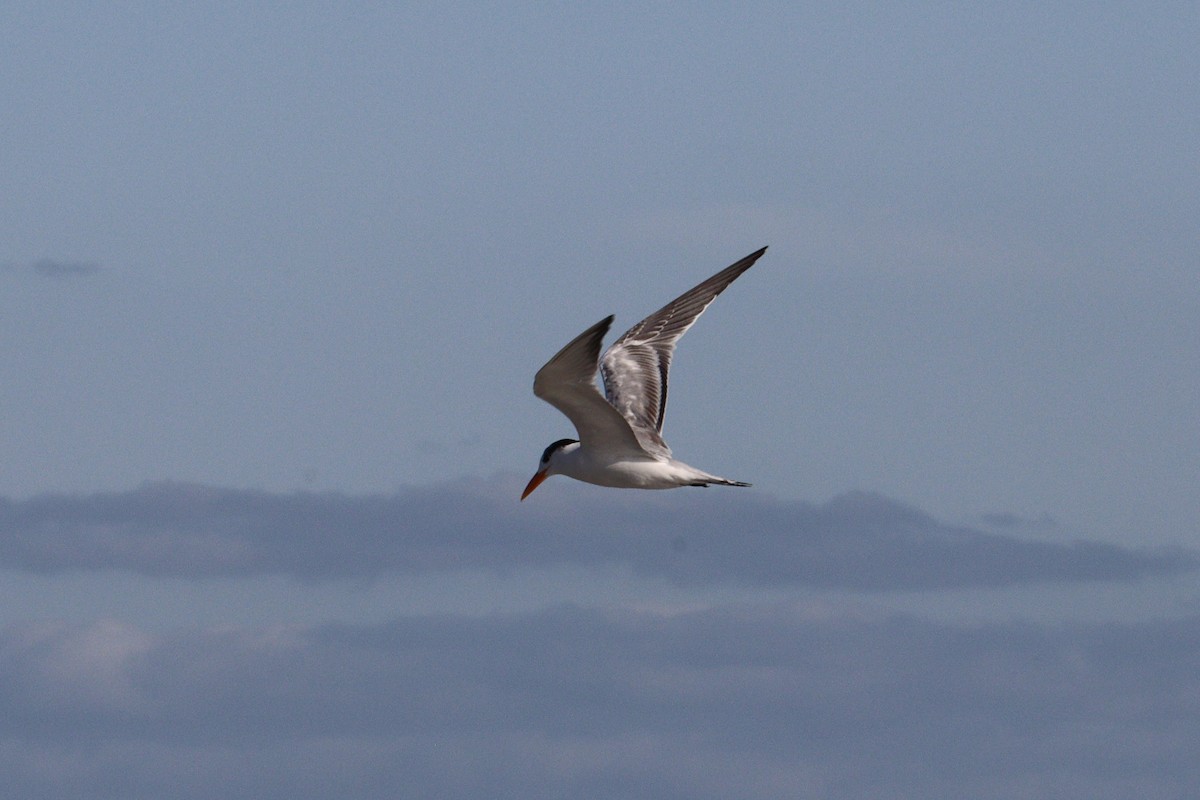 Royal Tern - Molly Herrmann