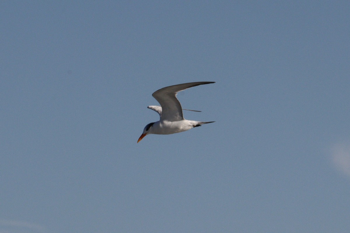 Royal Tern - Molly Herrmann