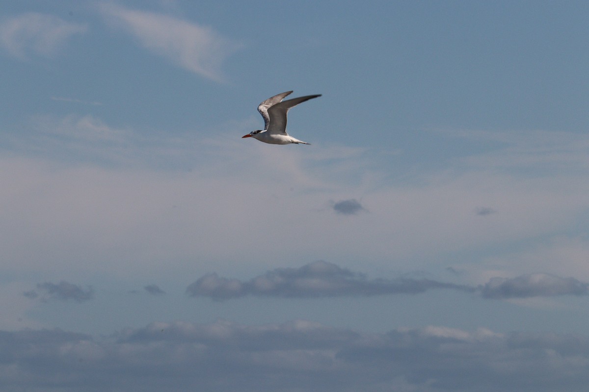 Royal Tern - Molly Herrmann