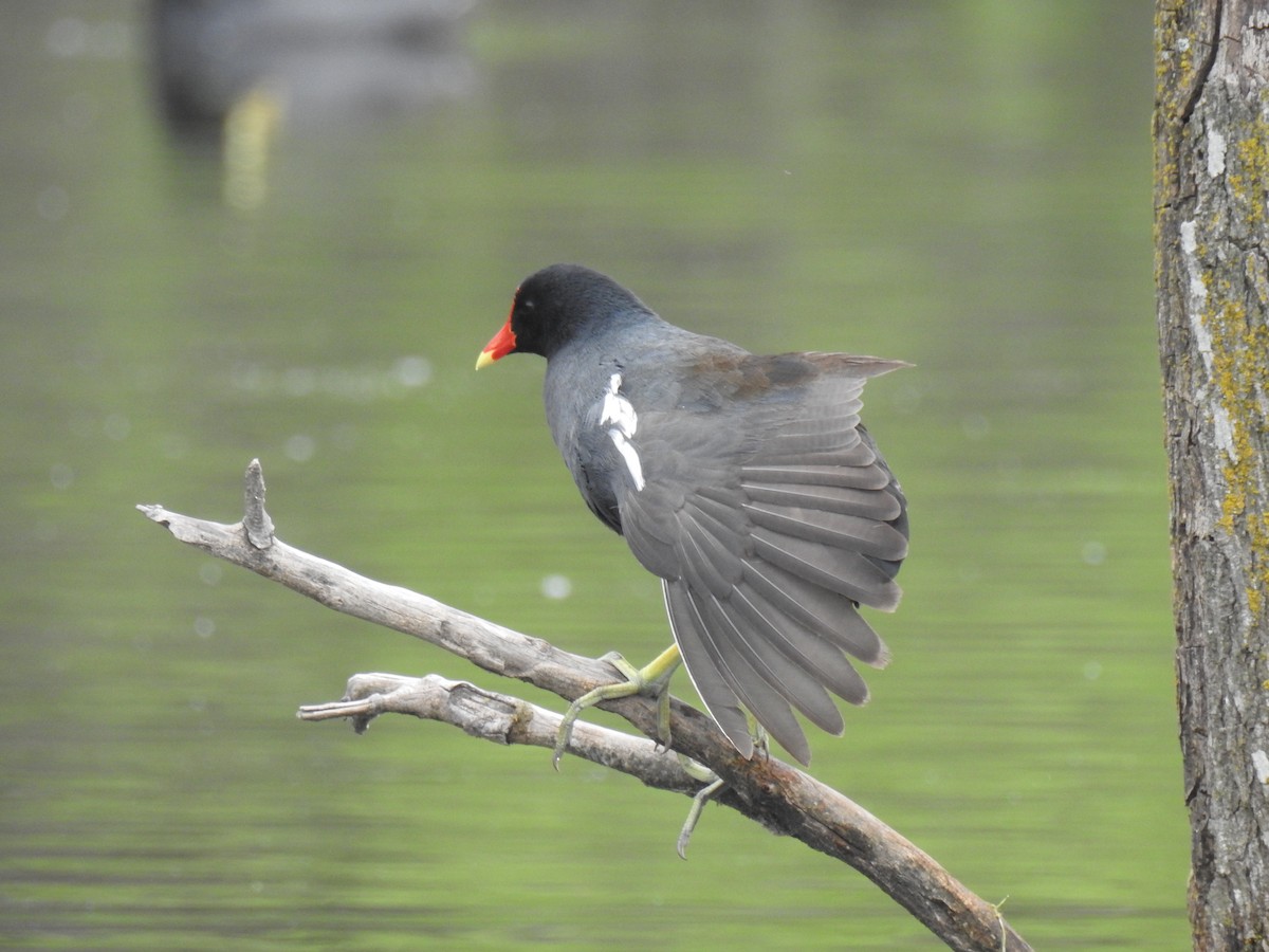 Common Gallinule - Lorena Sepúlveda Palma