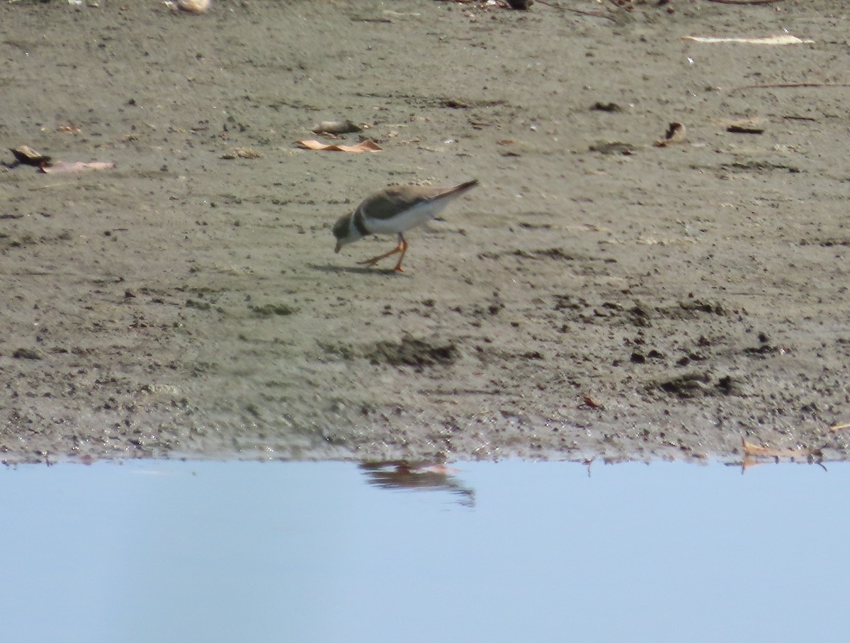 Semipalmated Plover - Kim Root