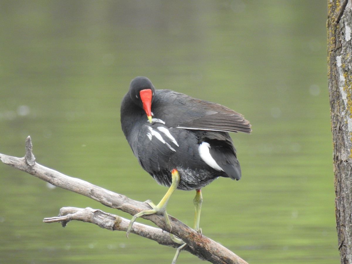 Common Gallinule - Lorena Sepúlveda Palma