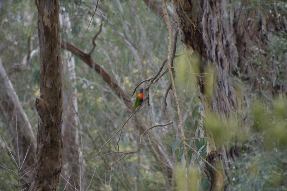 Rainbow Lorikeet - ML642783234