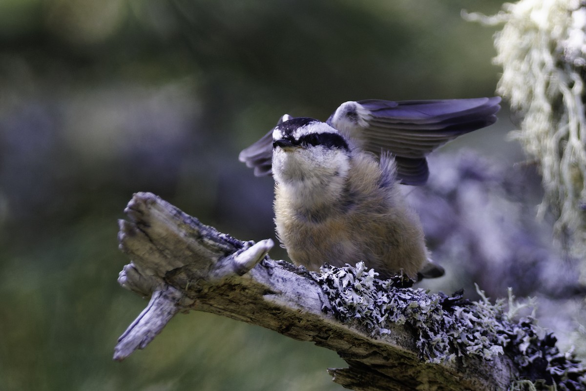 Red-breasted Nuthatch - André Turcot