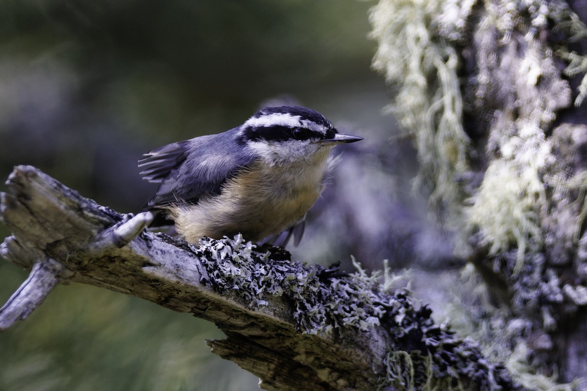 Red-breasted Nuthatch - André Turcot
