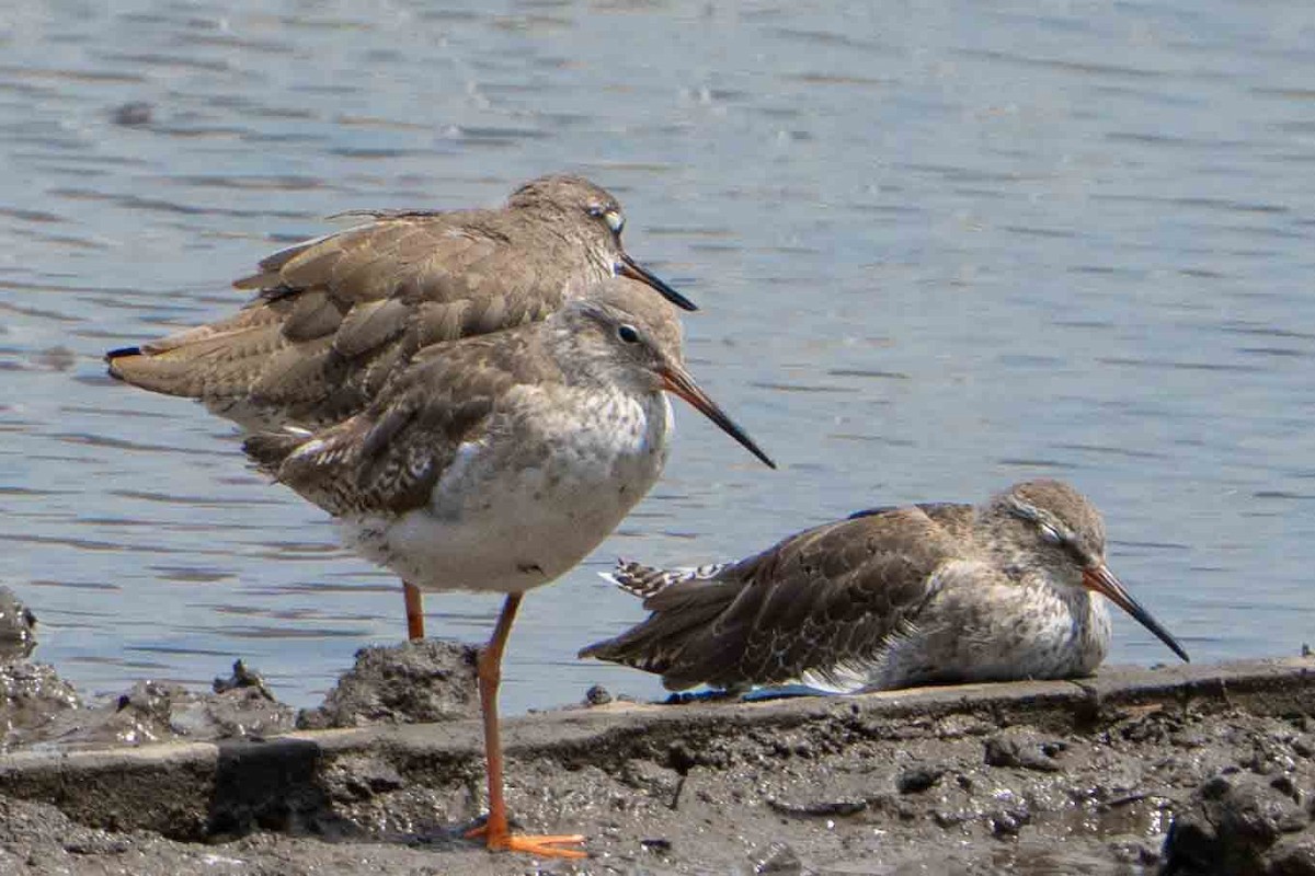 Common Redshank - Rebecca Bicker