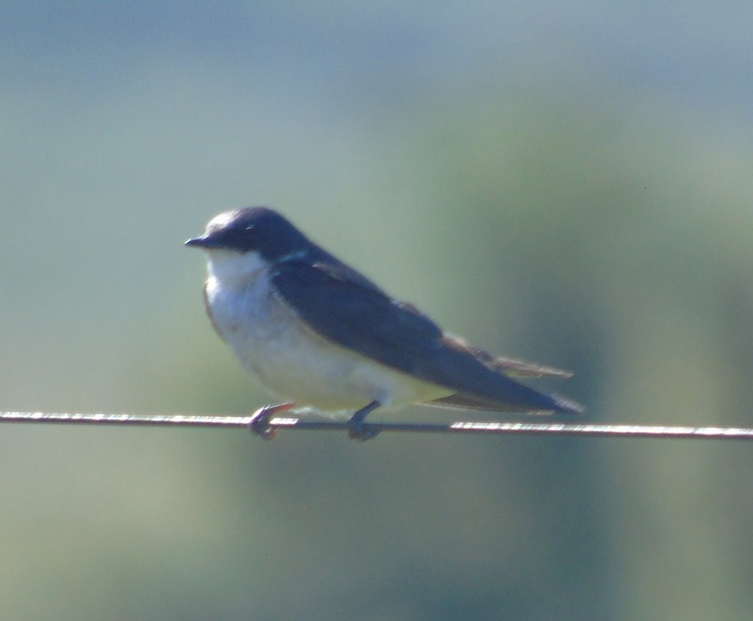Gray-breasted Martin - ML642783240