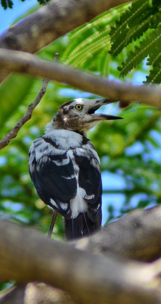 Great-tailed Grackle - ML642783241