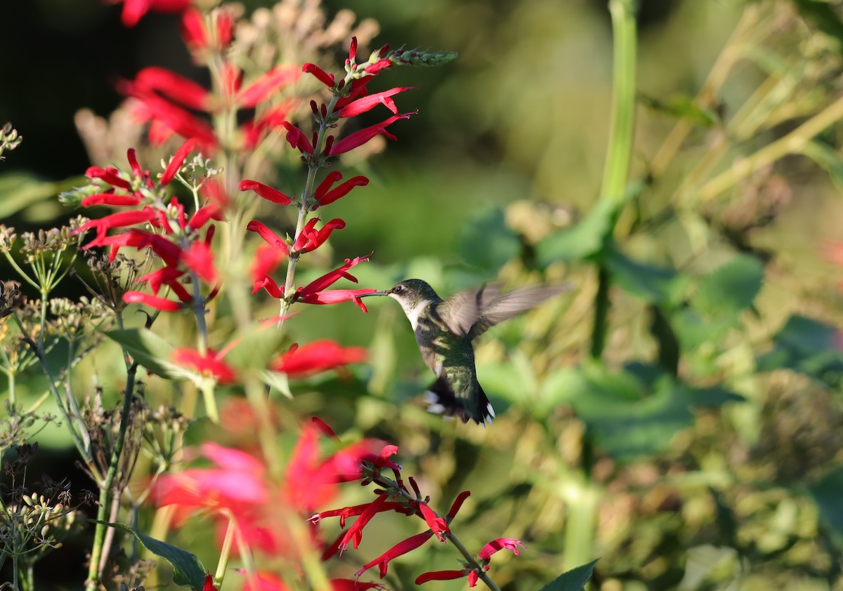 Ruby-throated Hummingbird - ML642783243