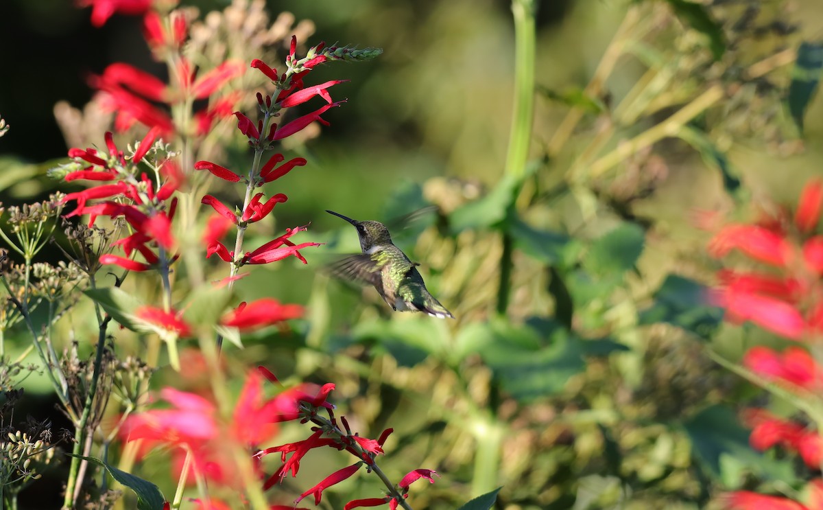 Ruby-throated Hummingbird - ML642783245