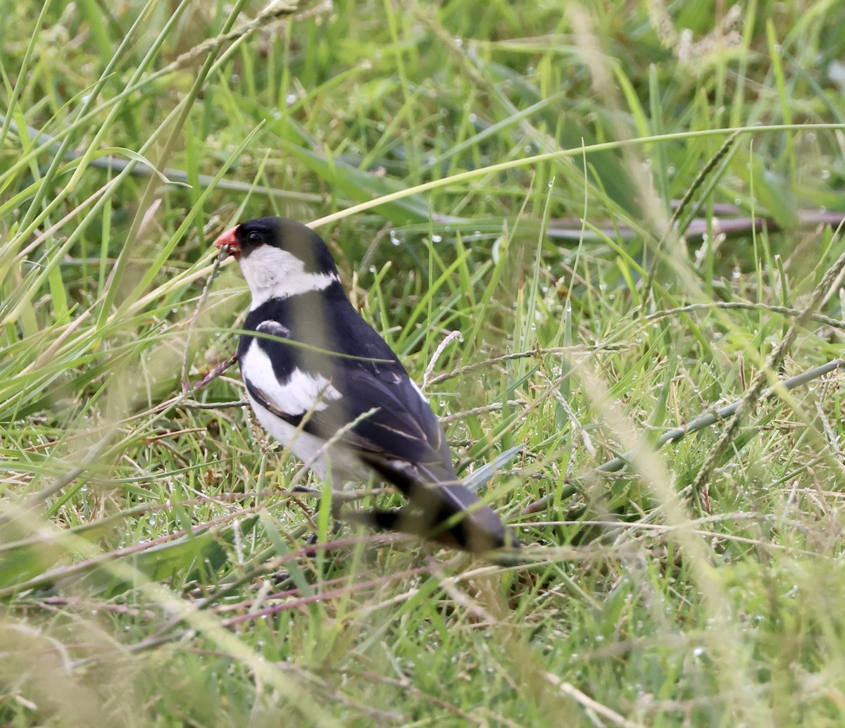 Pin-tailed Whydah - ML642783247